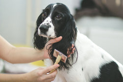 Our Winter Dog Grooming Tips